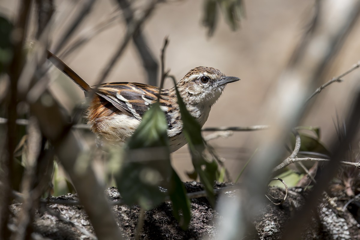 Strichelrücken-Ameisenfänger - ML645932576