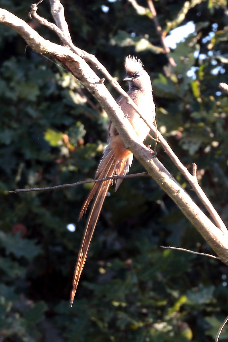 Braunflügel-Mausvogel - ML645932577