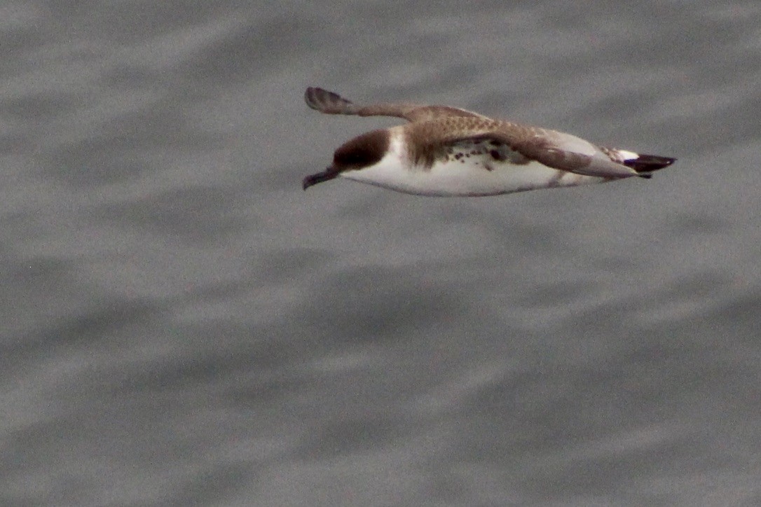 Great Shearwater - ML645932579