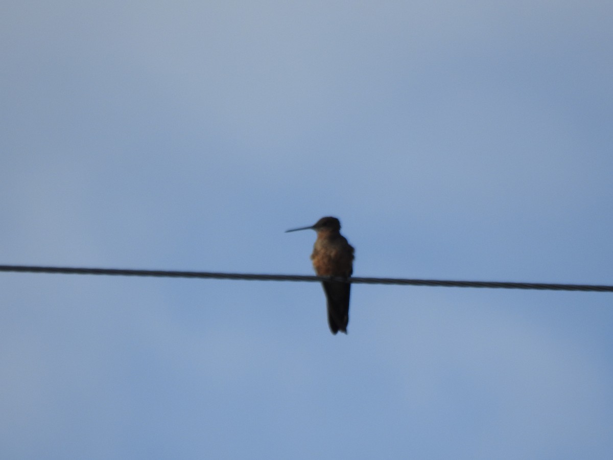 Riesenkolibri - ML645932580