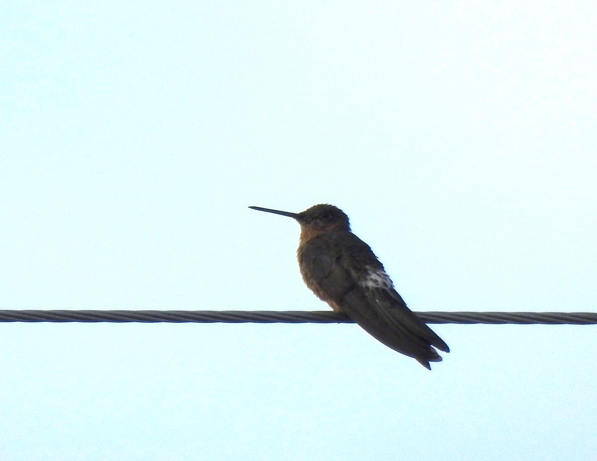 Riesenkolibri - ML645932581