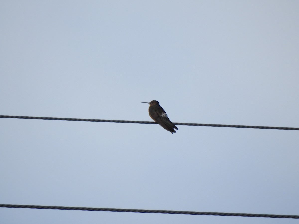 Riesenkolibri - ML645932582