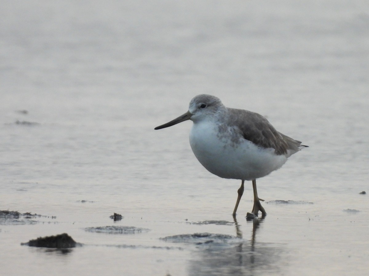 Tüpfelgrünschenkel - ML645932583