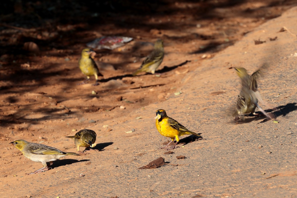 Dorfweber - ML645932584