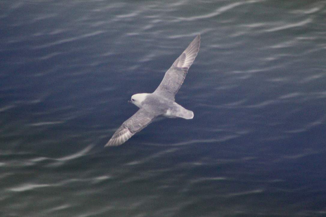 Northern Fulmar - ML645932587