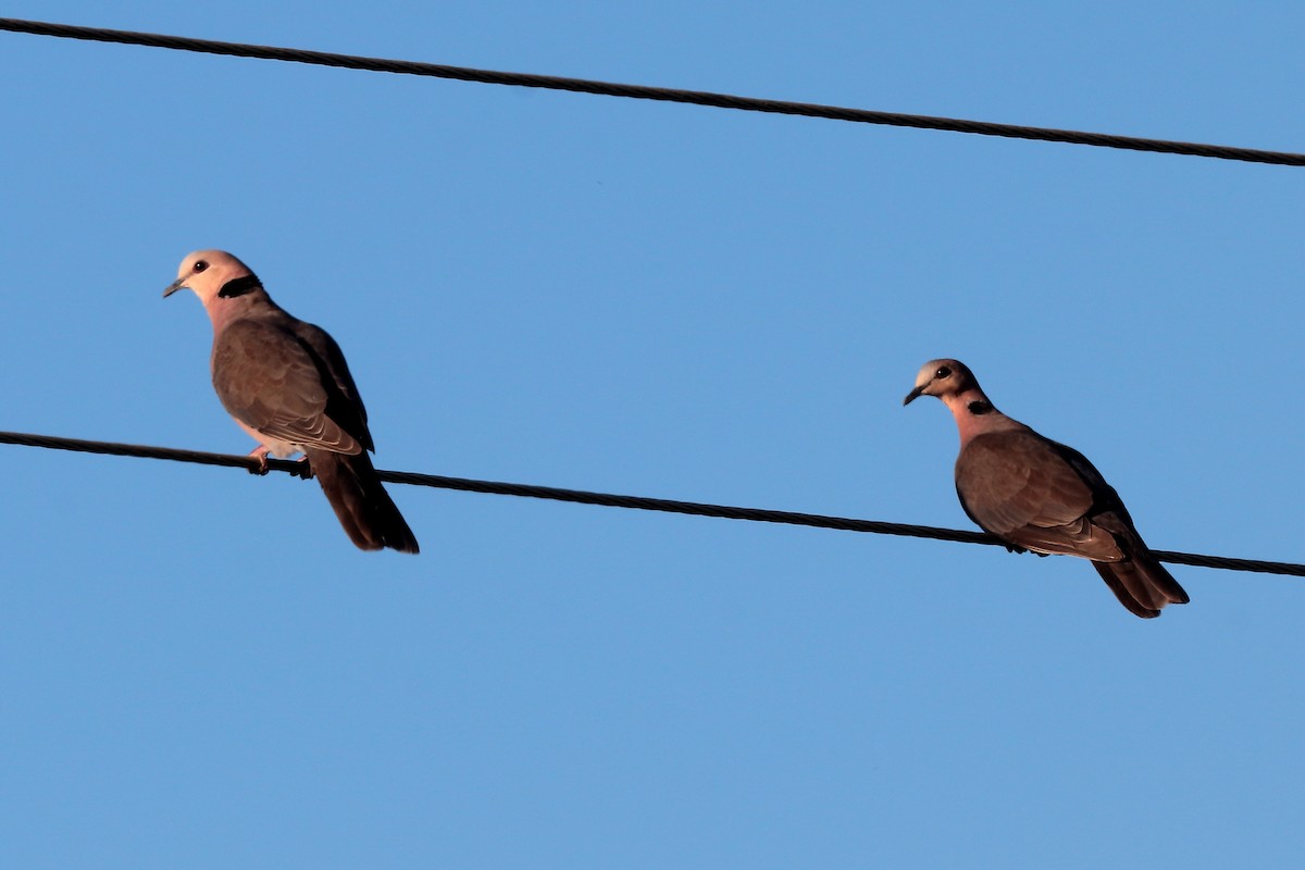 rødøyedue - ML645932588