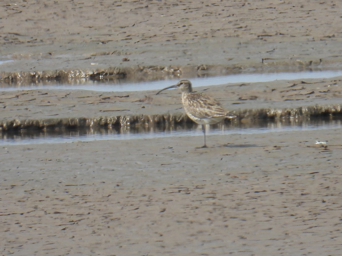 småspove - ML645932591