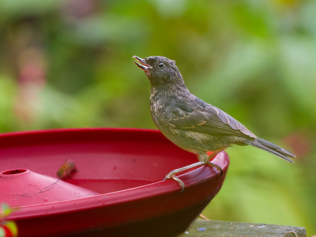 svartblomsterborer - ML645932593