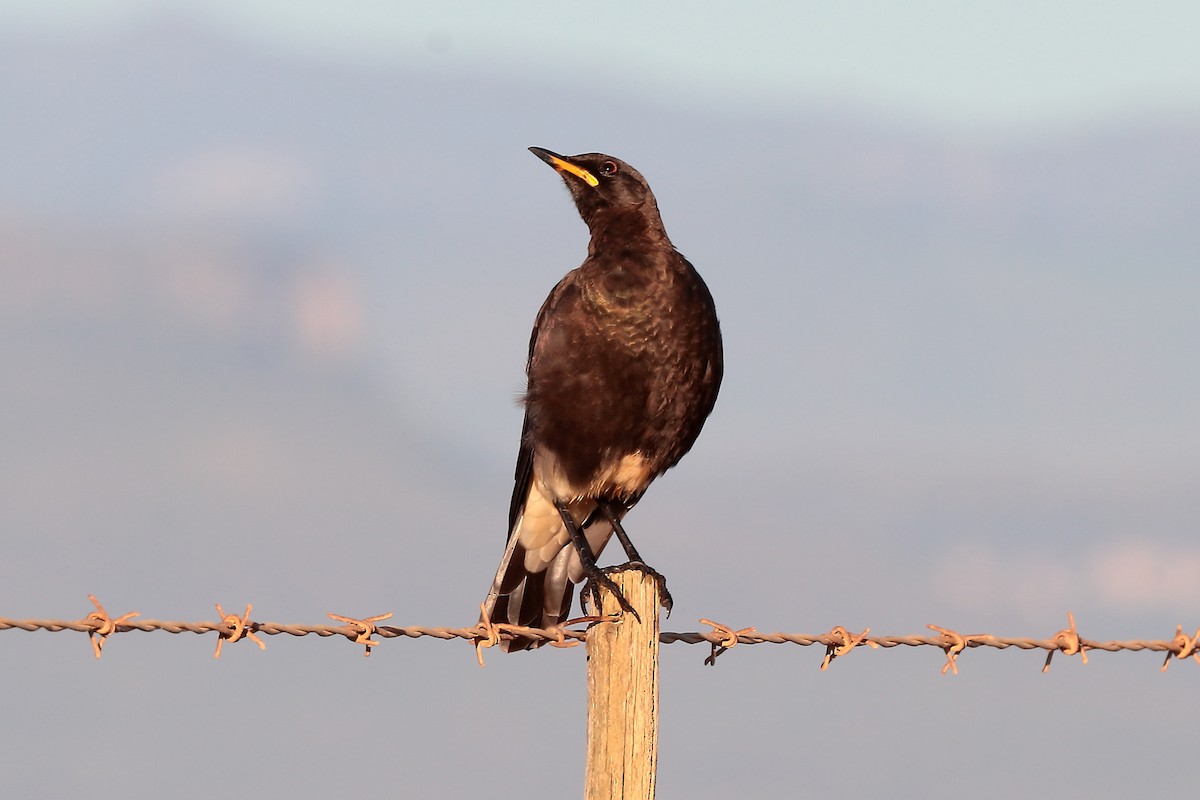 karoostær - ML645932594