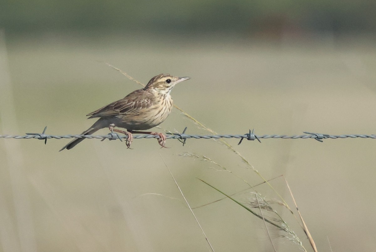 australiapiplerke - ML645932597