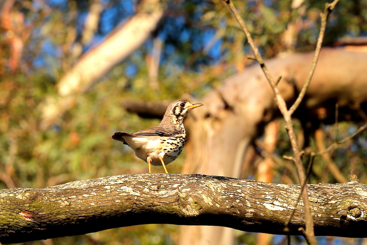 tåremarktrost - ML645932598