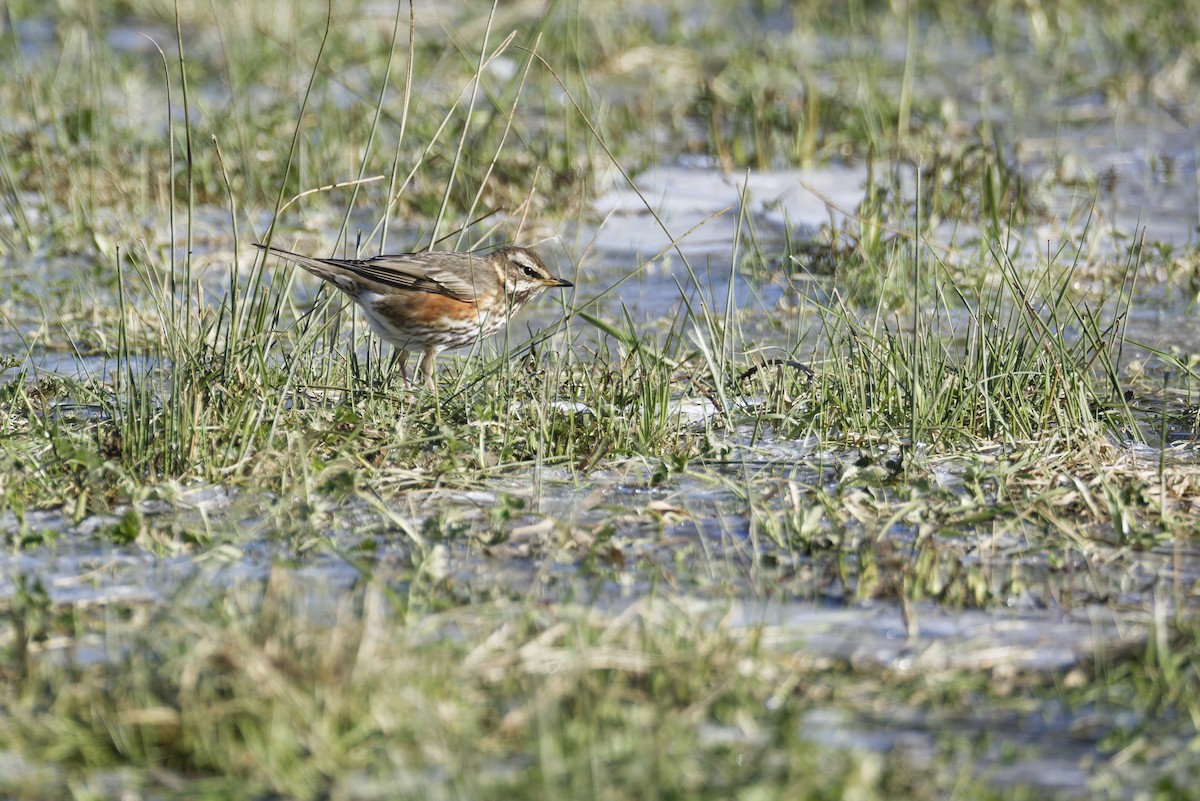 rødvingetrost - ML645932599