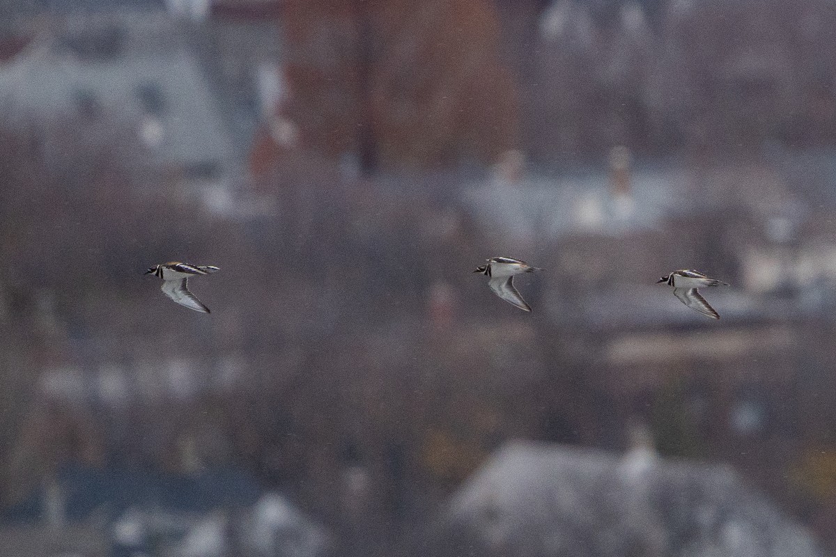 tobeltelo - ML645932600