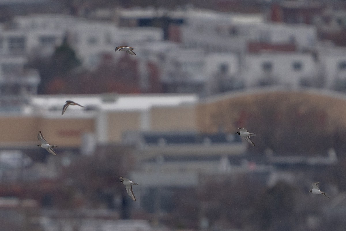 tobeltelo - ML645932601