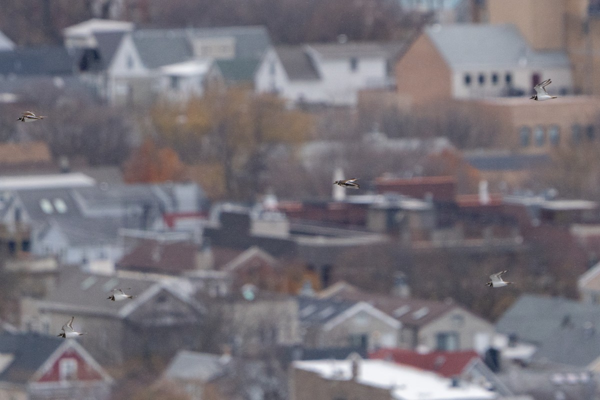 tobeltelo - ML645932602