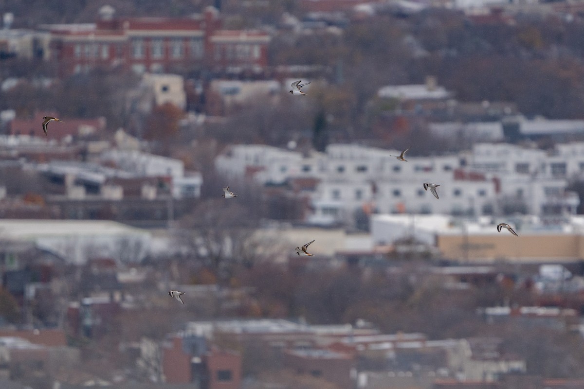 tobeltelo - ML645932603