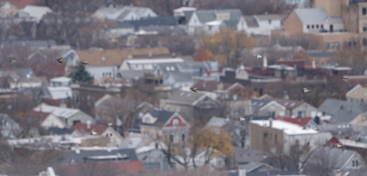 tobeltelo - ML645932604