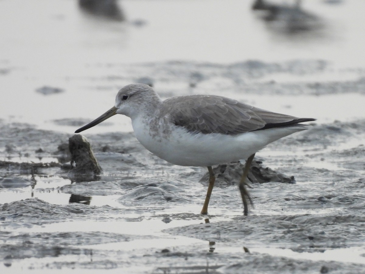 sakhalinsnipe - ML645932605