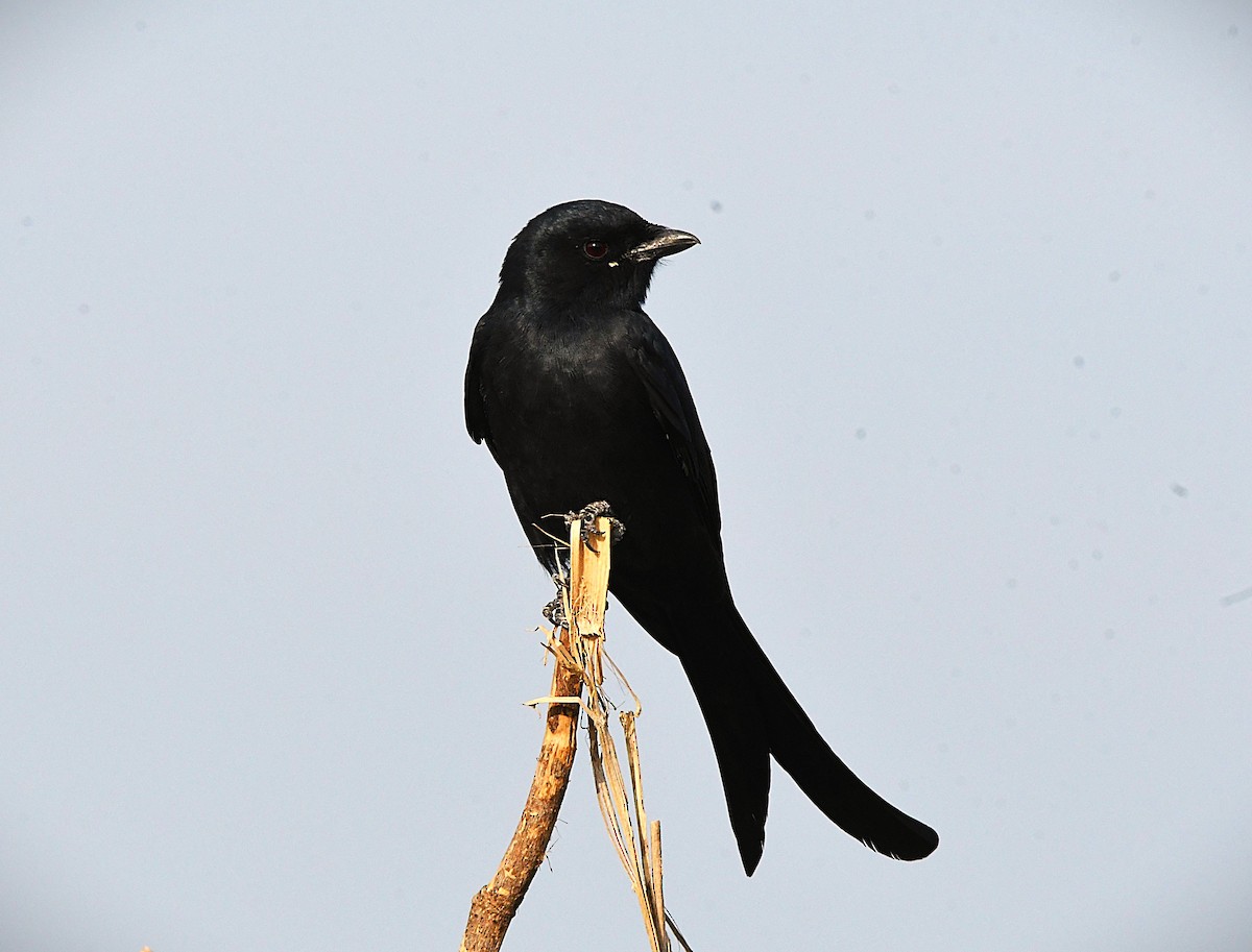 svartdrongo - ML645932607