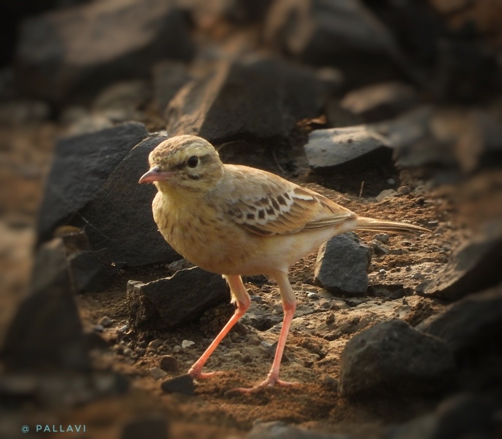 markpiplerke - ML645932608