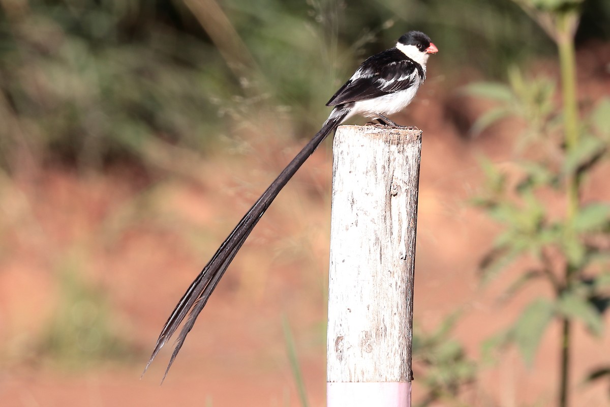 dominikanerenke - ML645932609