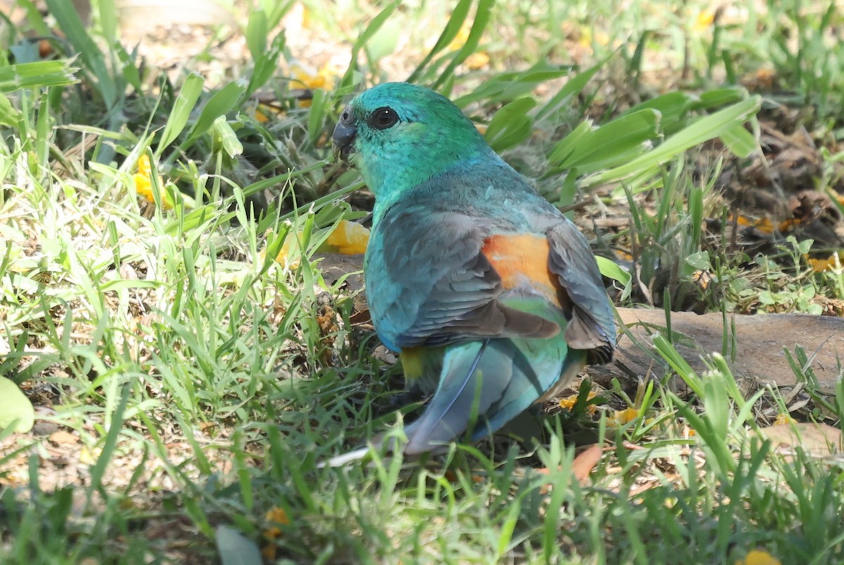 sangparakitt - ML645932610