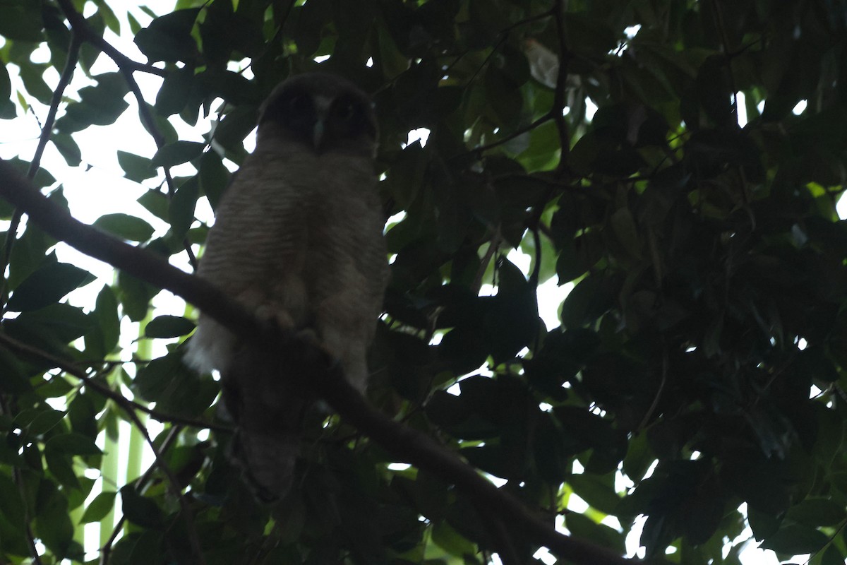 sahulugle - ML645932617