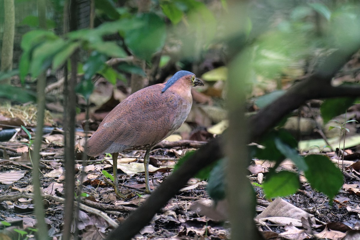 duskdverghegre - ML645932618