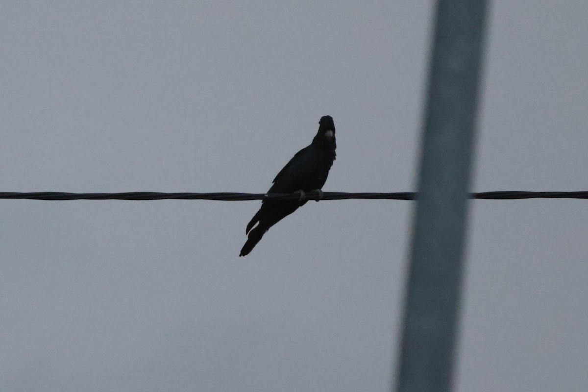 rødstjertkakadu - ML645932619