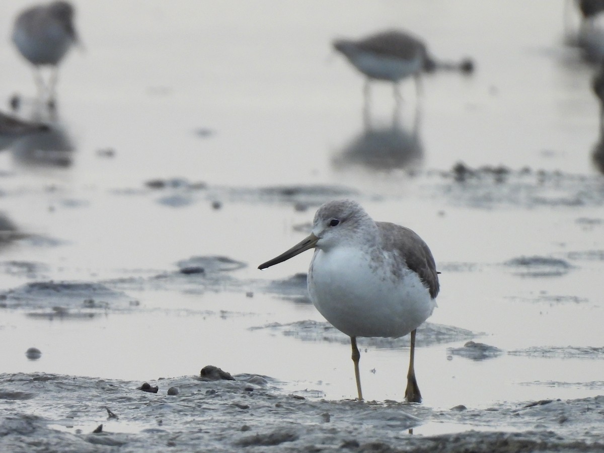 sakhalinsnipe - ML645932620