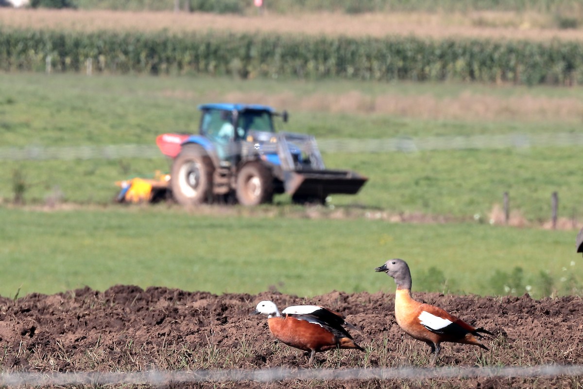 kapprustand - ML645932621