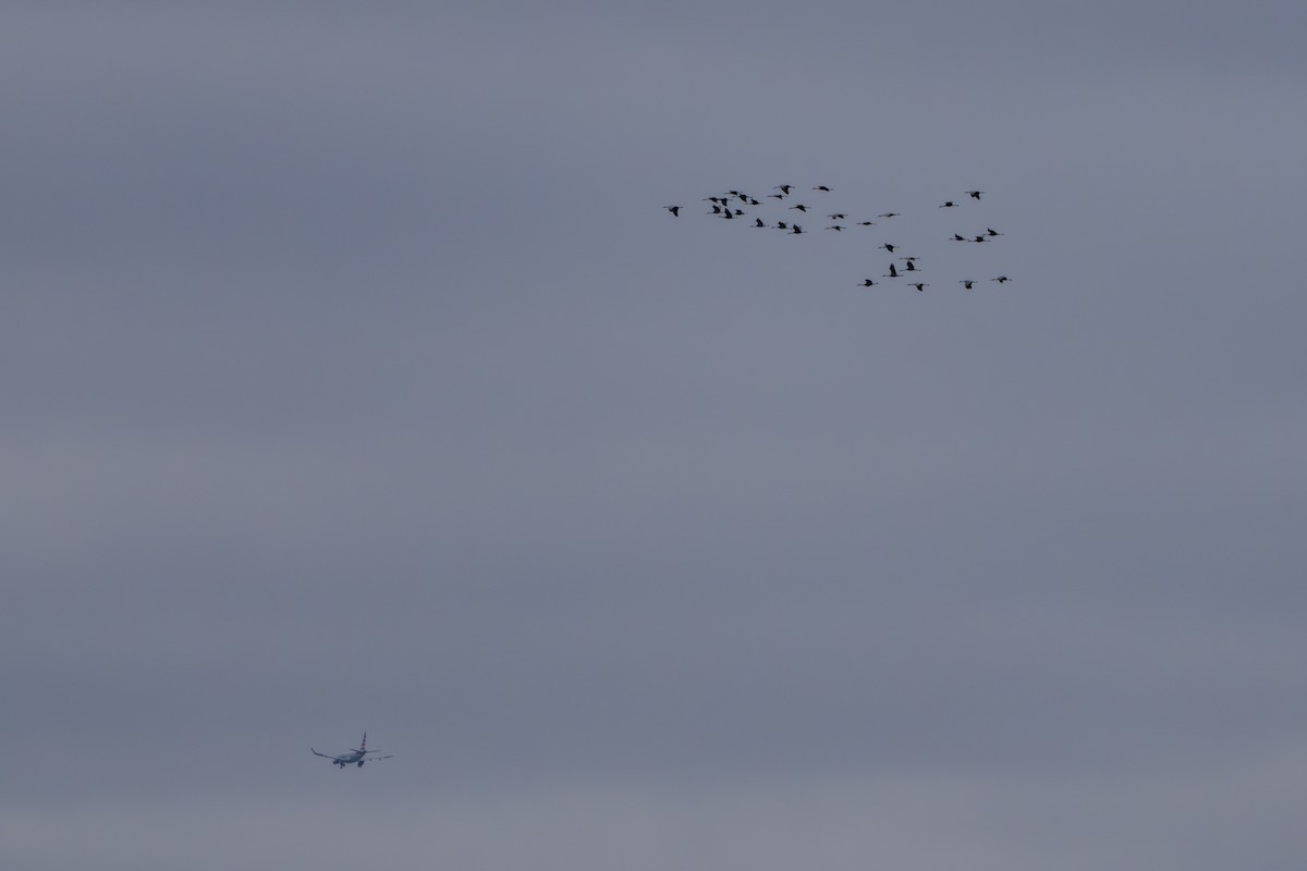 kanadatrane - ML645932622