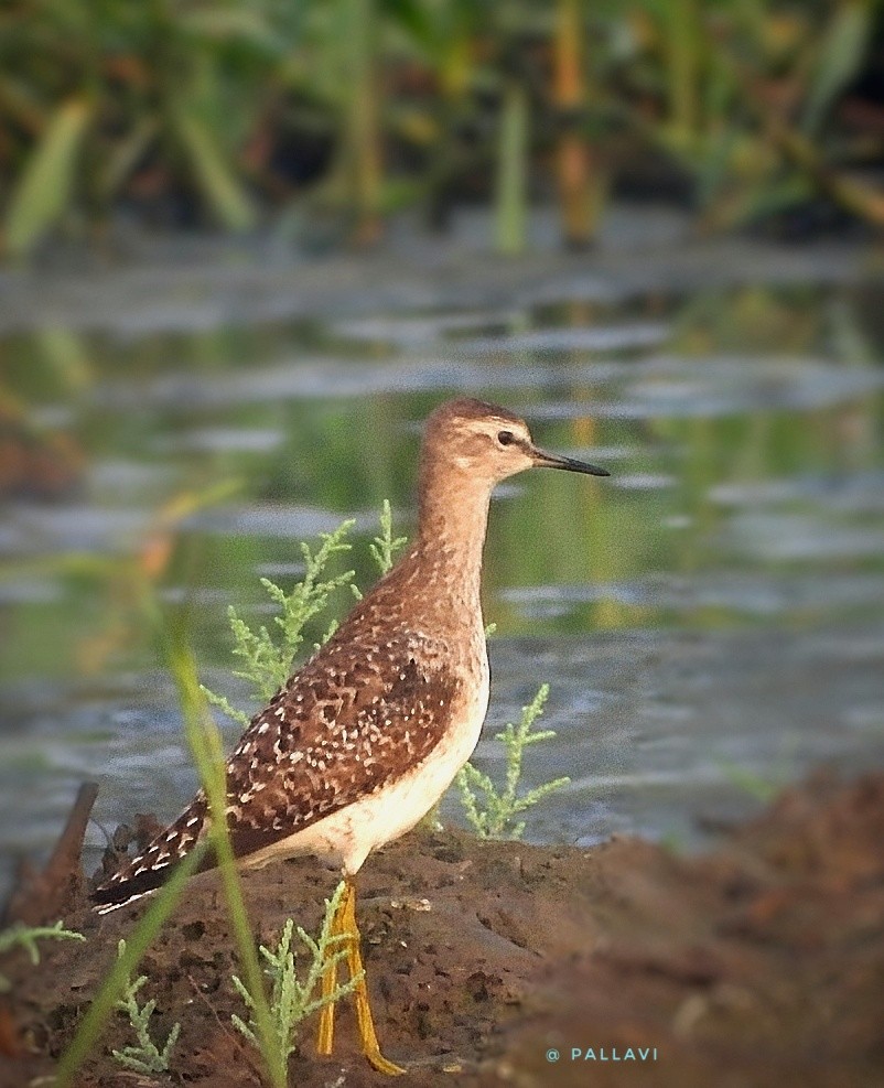 grønnstilk - ML645932623