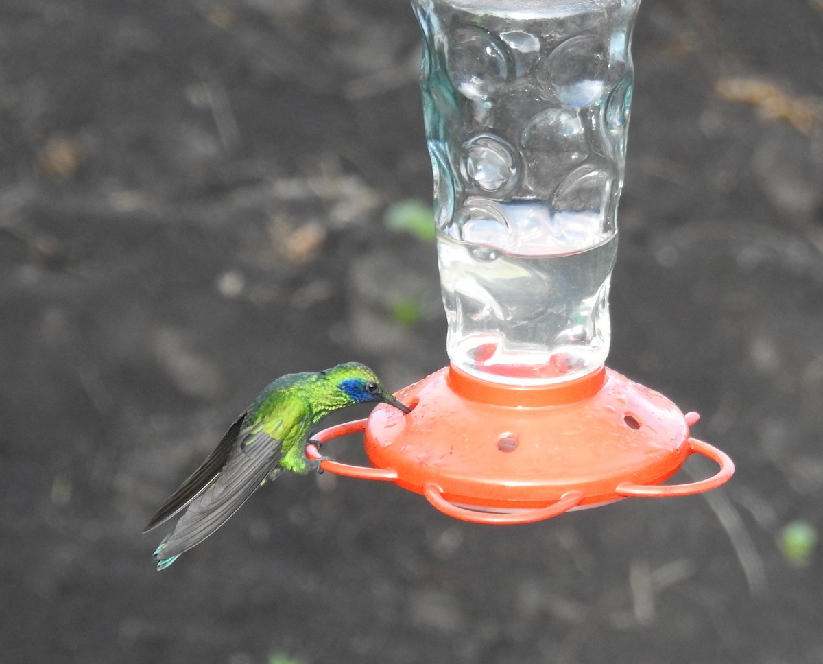 andesmetallstjert (tyrianthina/quitensis) - ML645932625