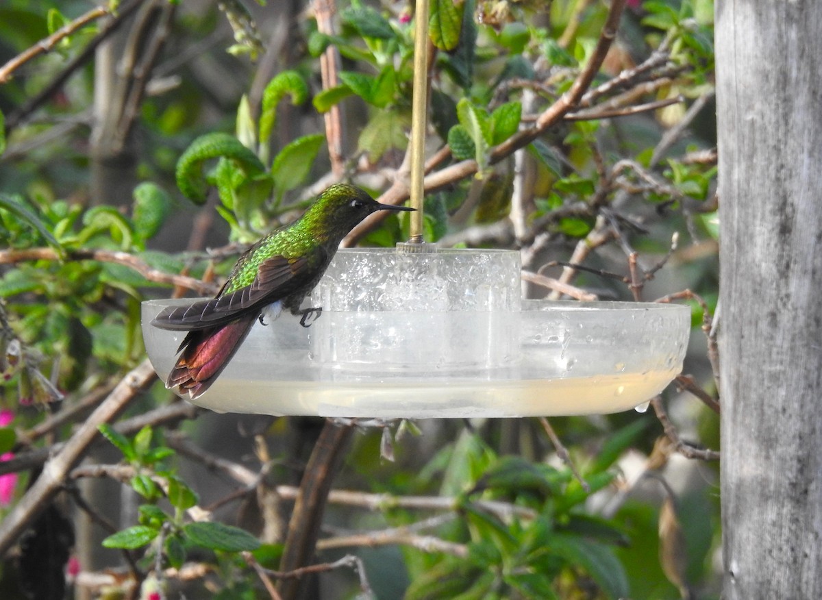 andesmetallstjert (tyrianthina/quitensis) - ML645932626