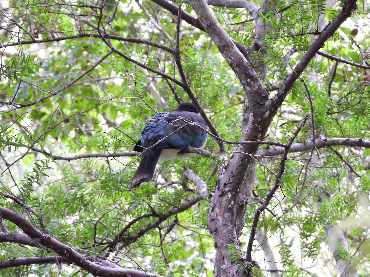 Пінон новозеландський - ML645932628