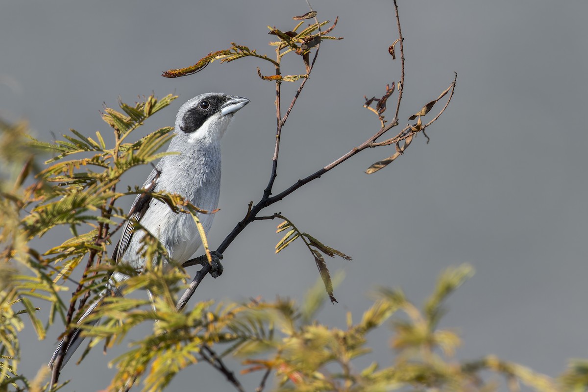 Örümcekkuşu Tangarası - ML645932635