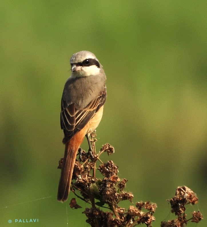 Alcaudón Schach - ML645932637