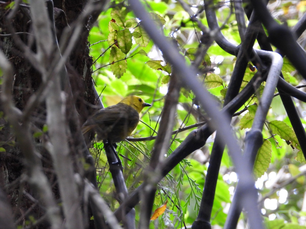 Могуа жовтоголовий - ML645932639