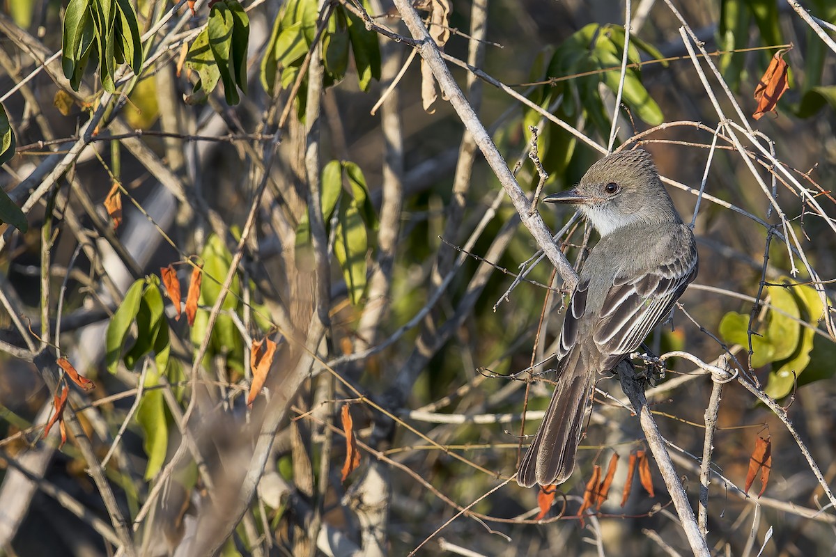 Brown-crested Flycatcher - ML645932642