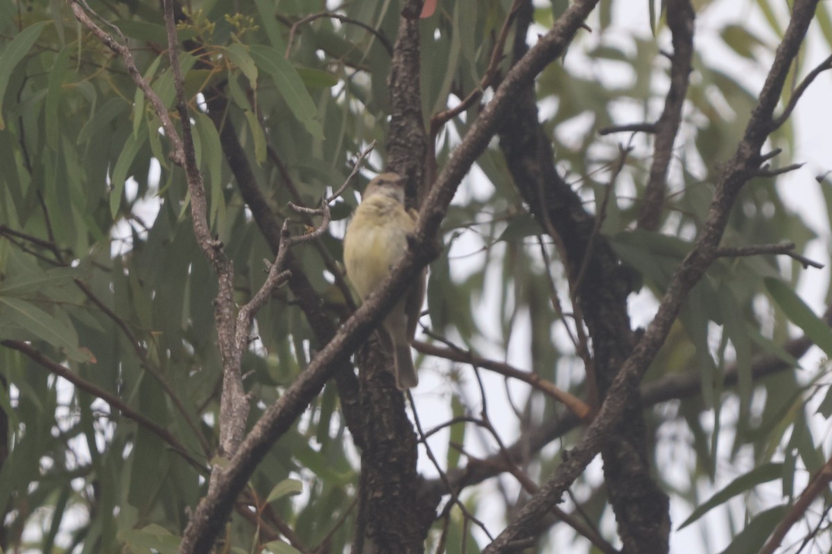 Lemon-bellied Flyrobin - ML645932644