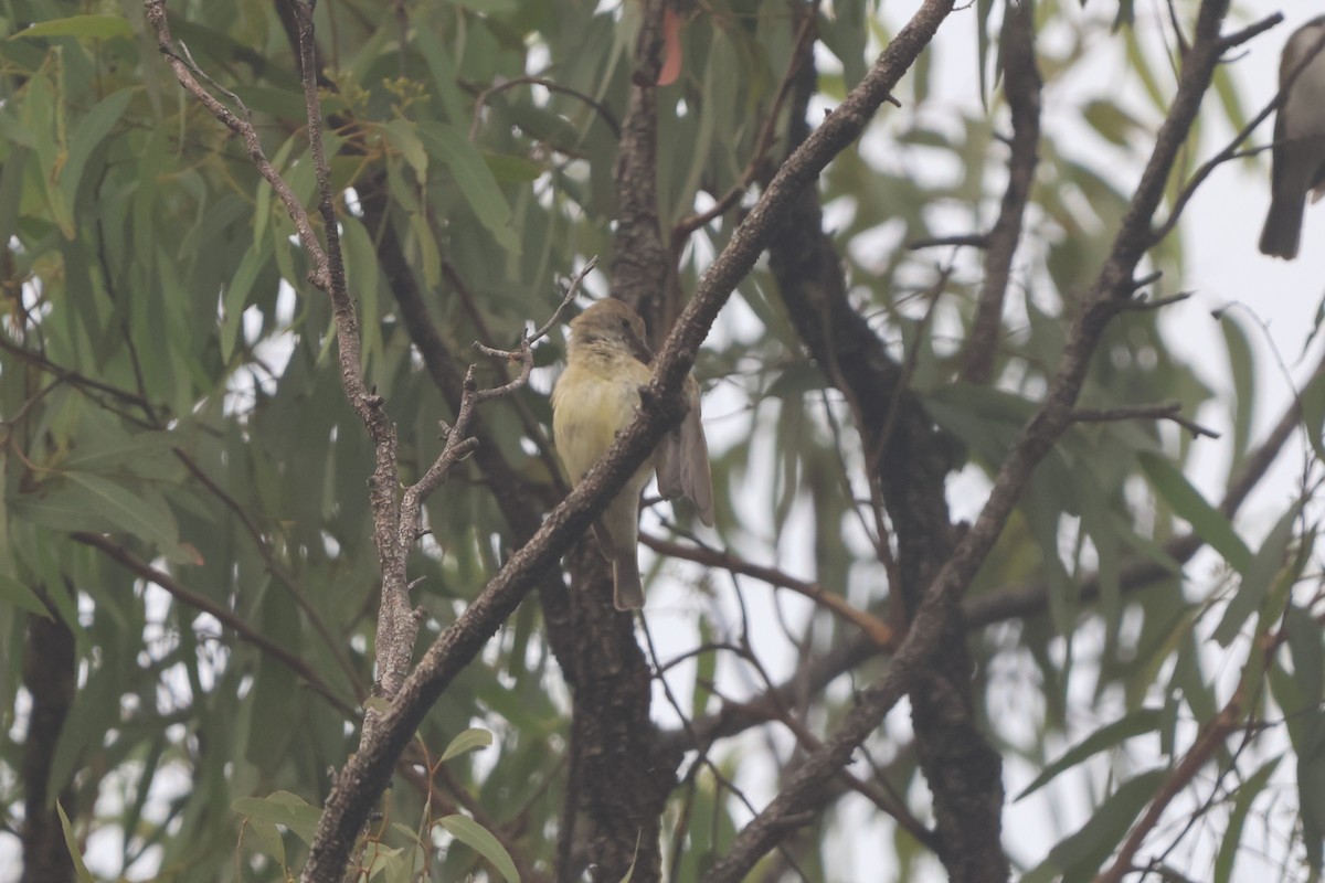 Lemon-bellied Flyrobin - ML645932645