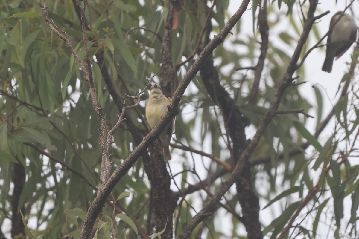 Lemon-bellied Flyrobin - ML645932646