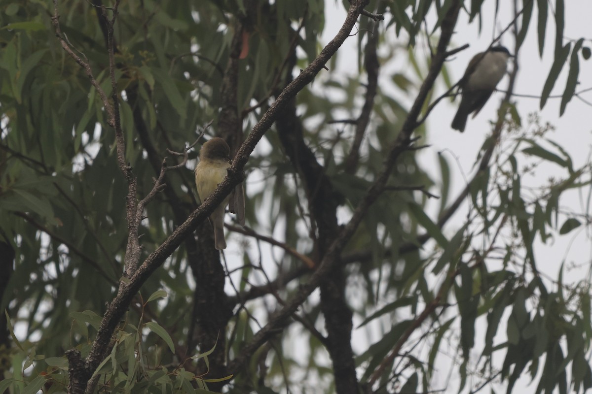 Lemon-bellied Flyrobin - ML645932647
