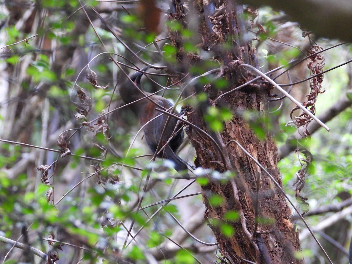 Тіко південний - ML645932652