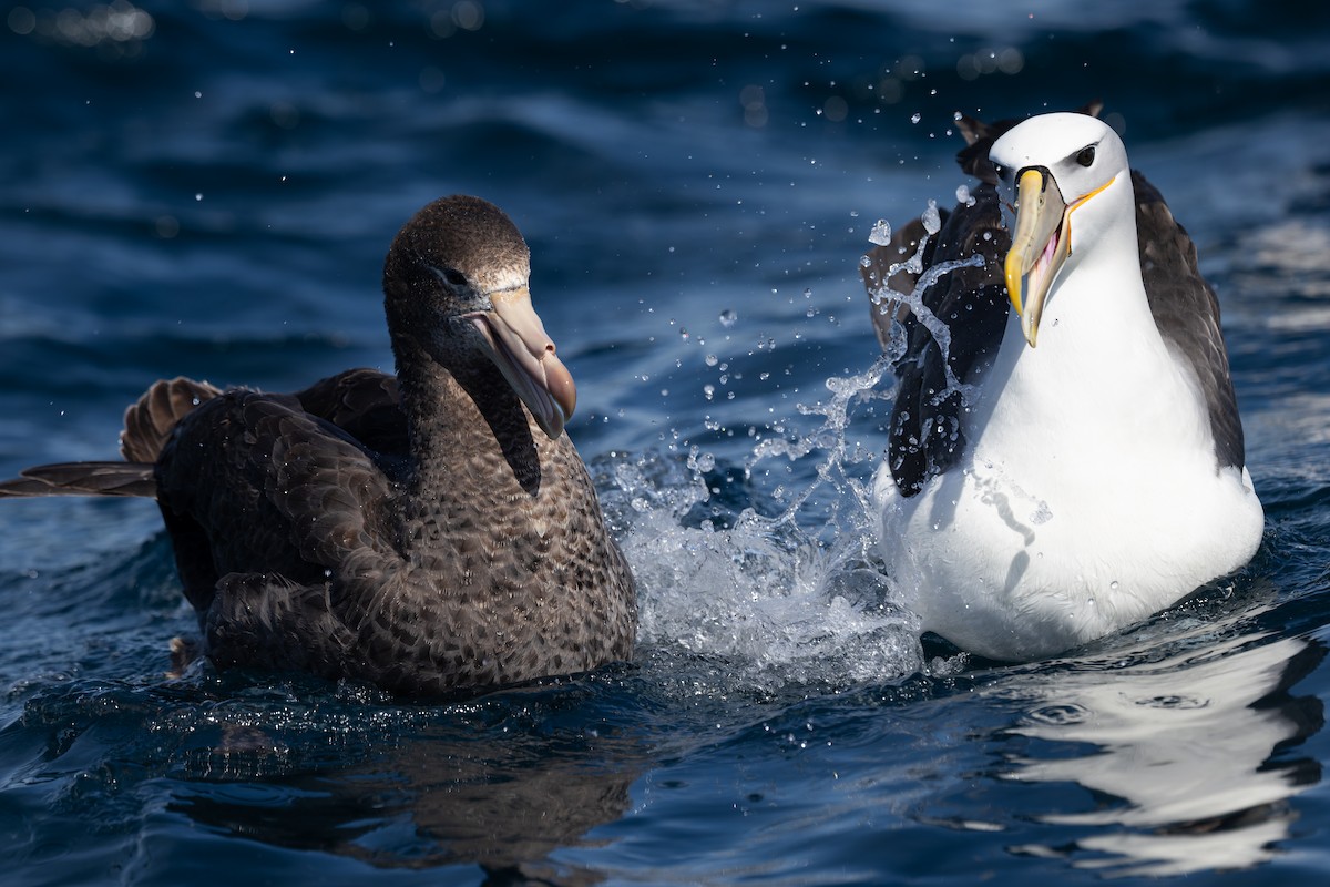 White-capped Albatross - ML645932659