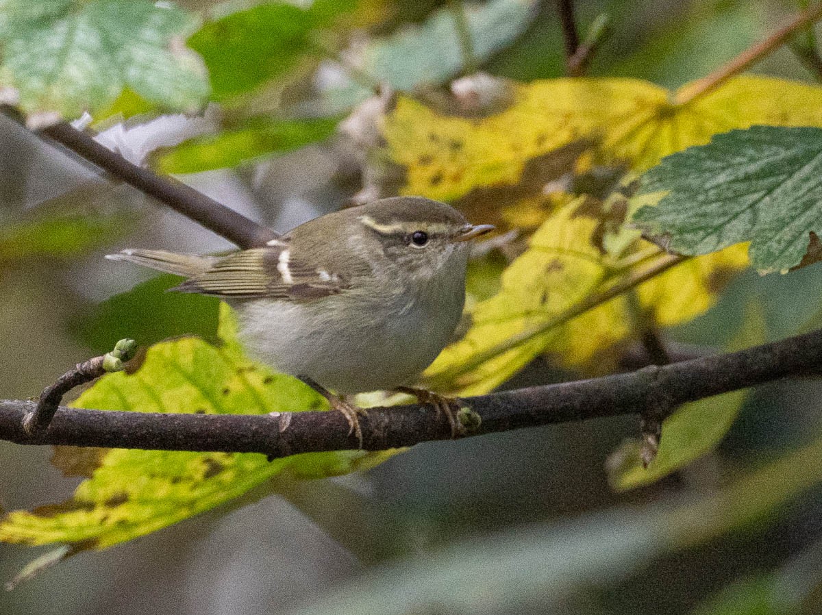 Yellow-browed Warbler - ML645932666