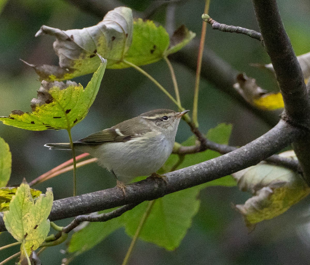 Yellow-browed Warbler - ML645932667