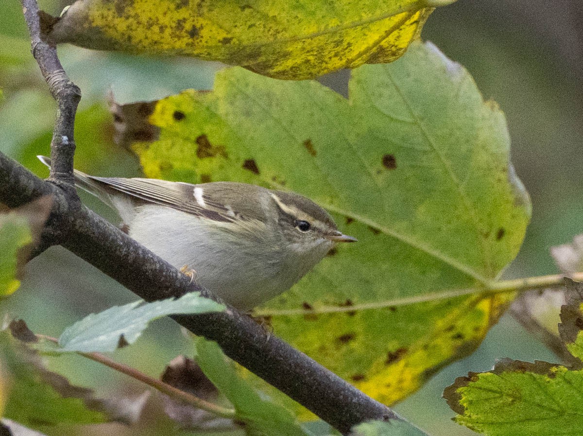 Yellow-browed Warbler - ML645932668