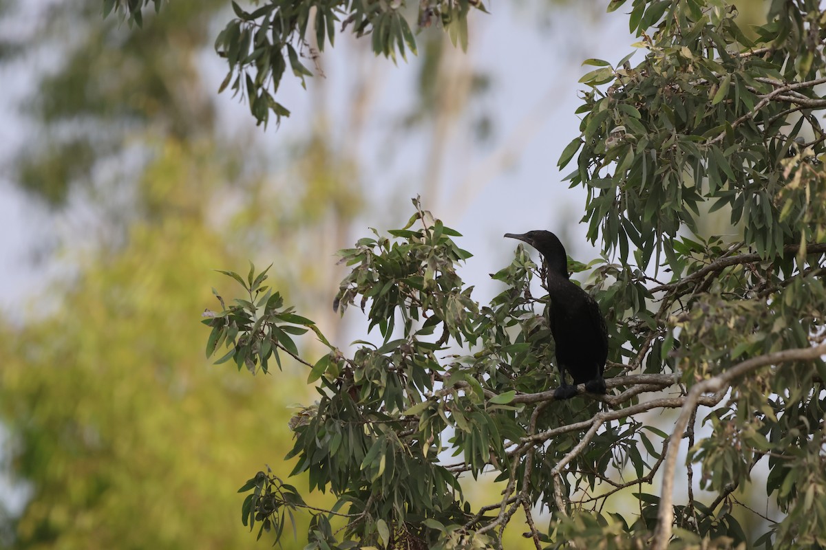 ミナミクロヒメウ - ML645932669